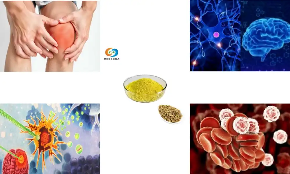 Why Kaempferol Powder Is a Top Antioxidant You Need to Know?